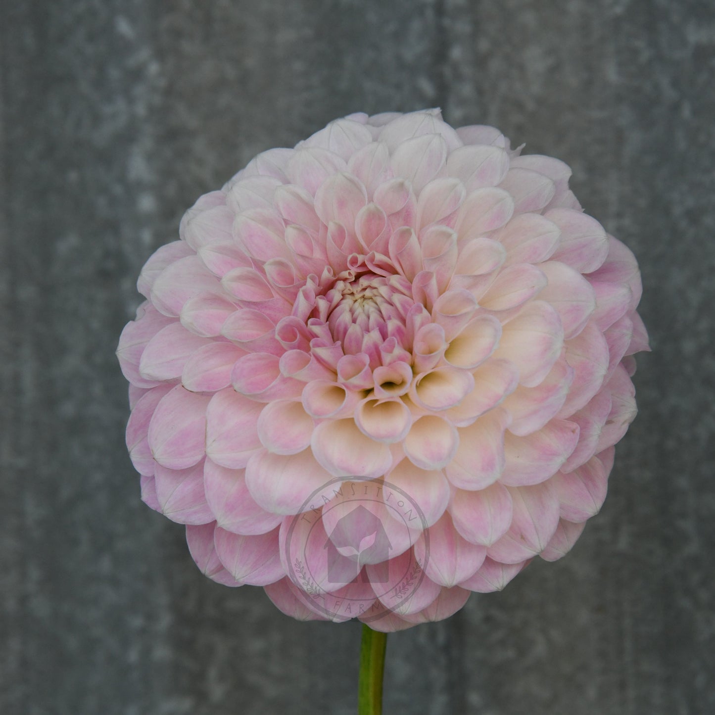 Dahlia 'Serenade Aria'