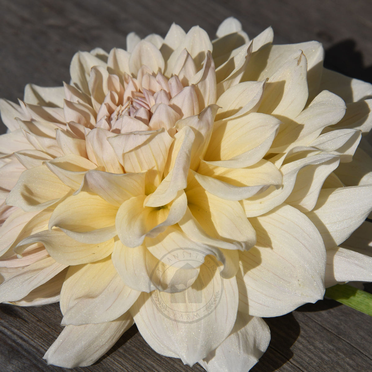 Dahlia 'Serenade Symphony'