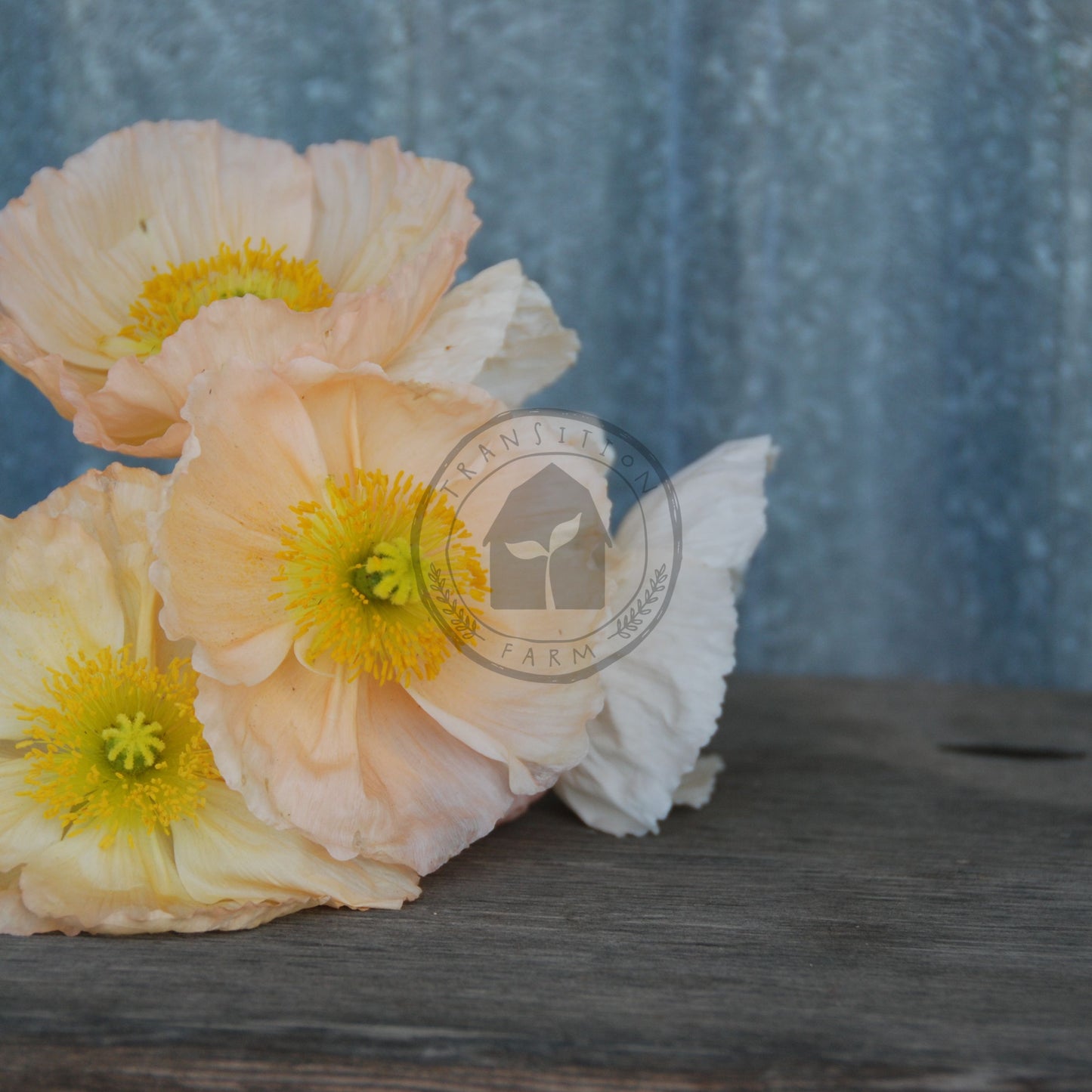 Bouquet of peach-colored flowers with yellow centers on a wooden surface against a blue textured background.