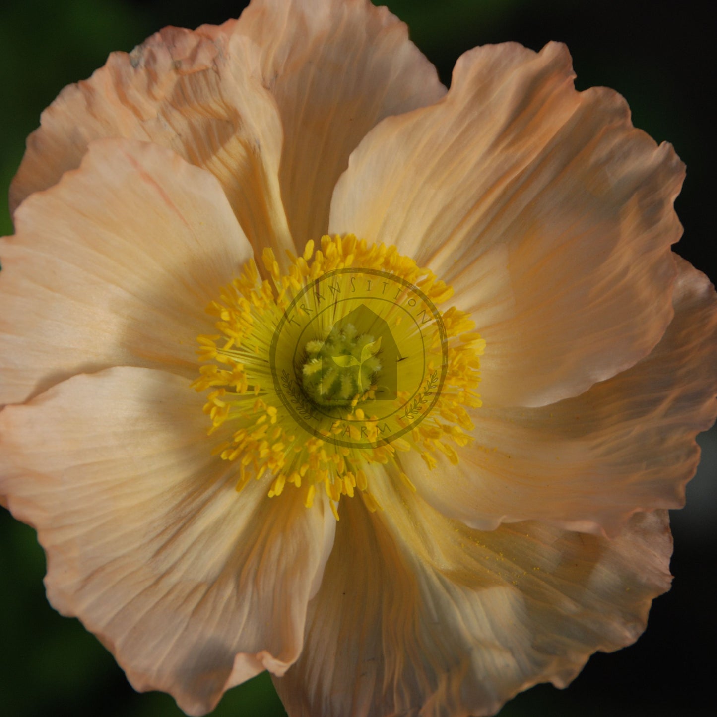 Close-up of a light pink flower with a yellow center against a dark background