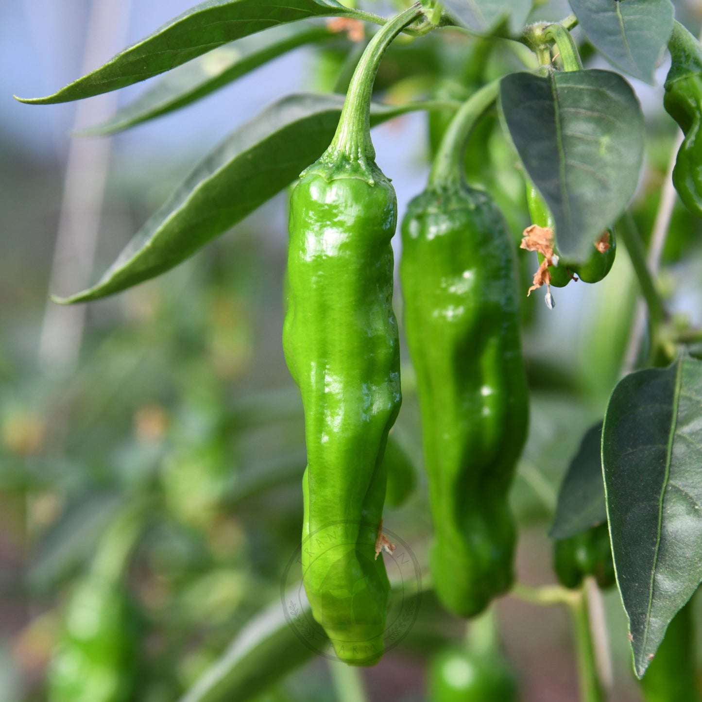 Chilli 'Shishito'