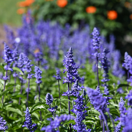 Purple flowers in a garden with blurred background