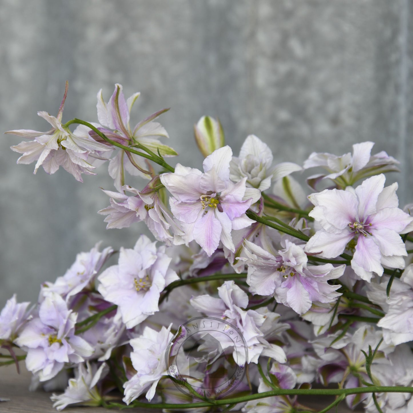 Bouquet of white and pink flowers on a gray background