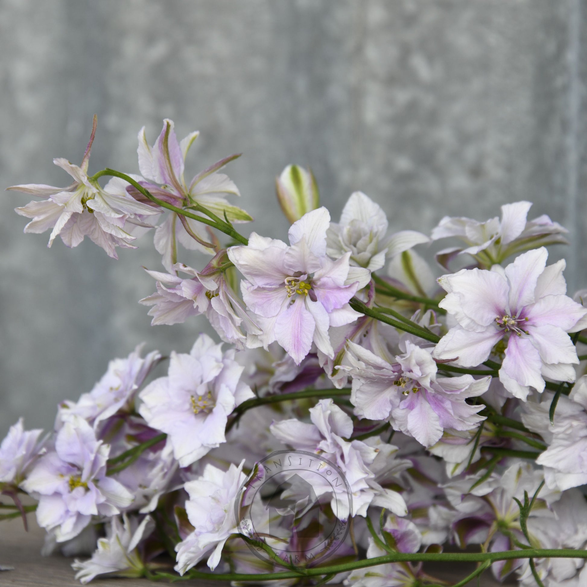 Bouquet of white and pink flowers on a gray background
