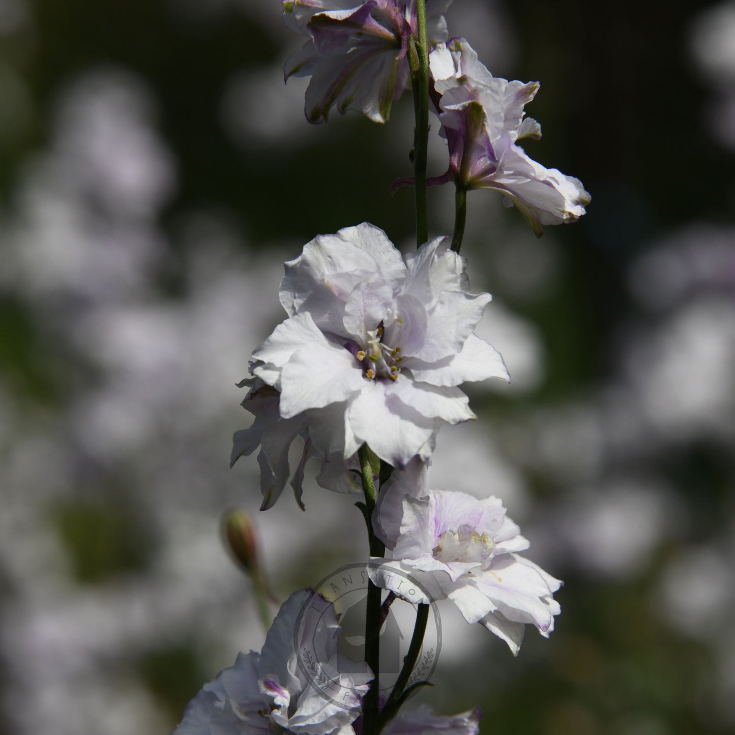 Close-up of white flowers with a blurred background