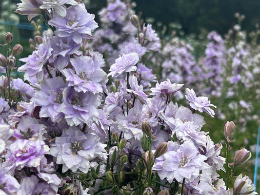 Larkspur 'Smokey Eyes'