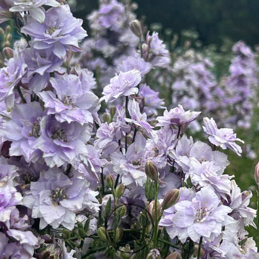 Larkspur 'Smokey Eyes'