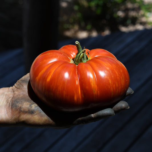Large red tomato held by a hand on a dark surface
