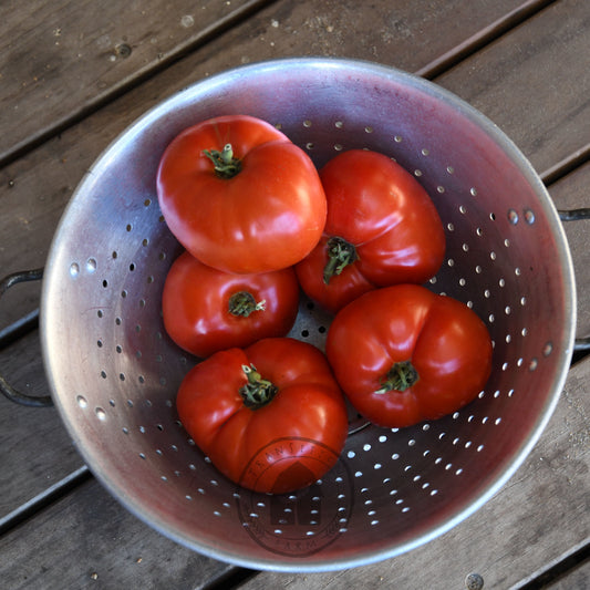 Tomato (Dwarf) 'Sophie's Choice'