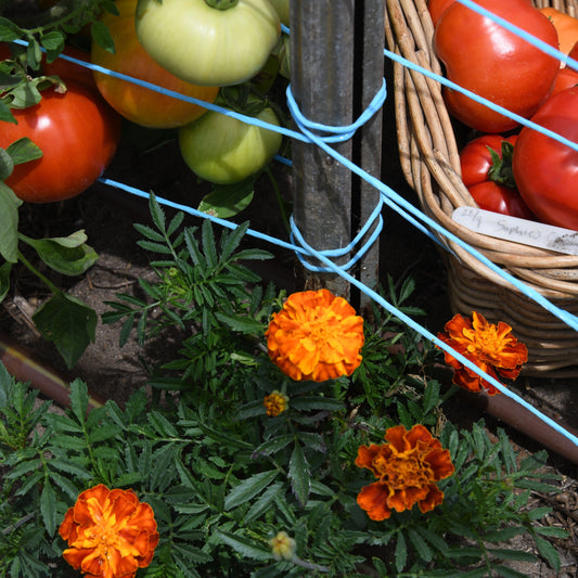 Tomatoes on a vine with a basket of tomatoes and orange flowers in the foreground.