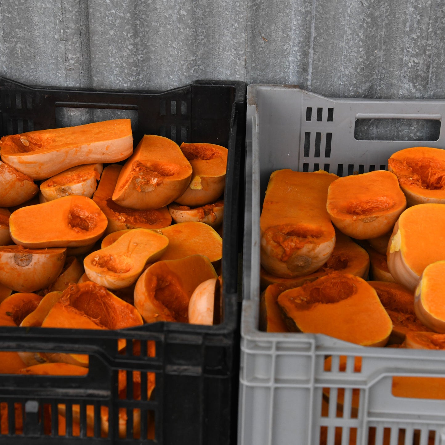 Two crates filled with sliced pumpkins on a gray background