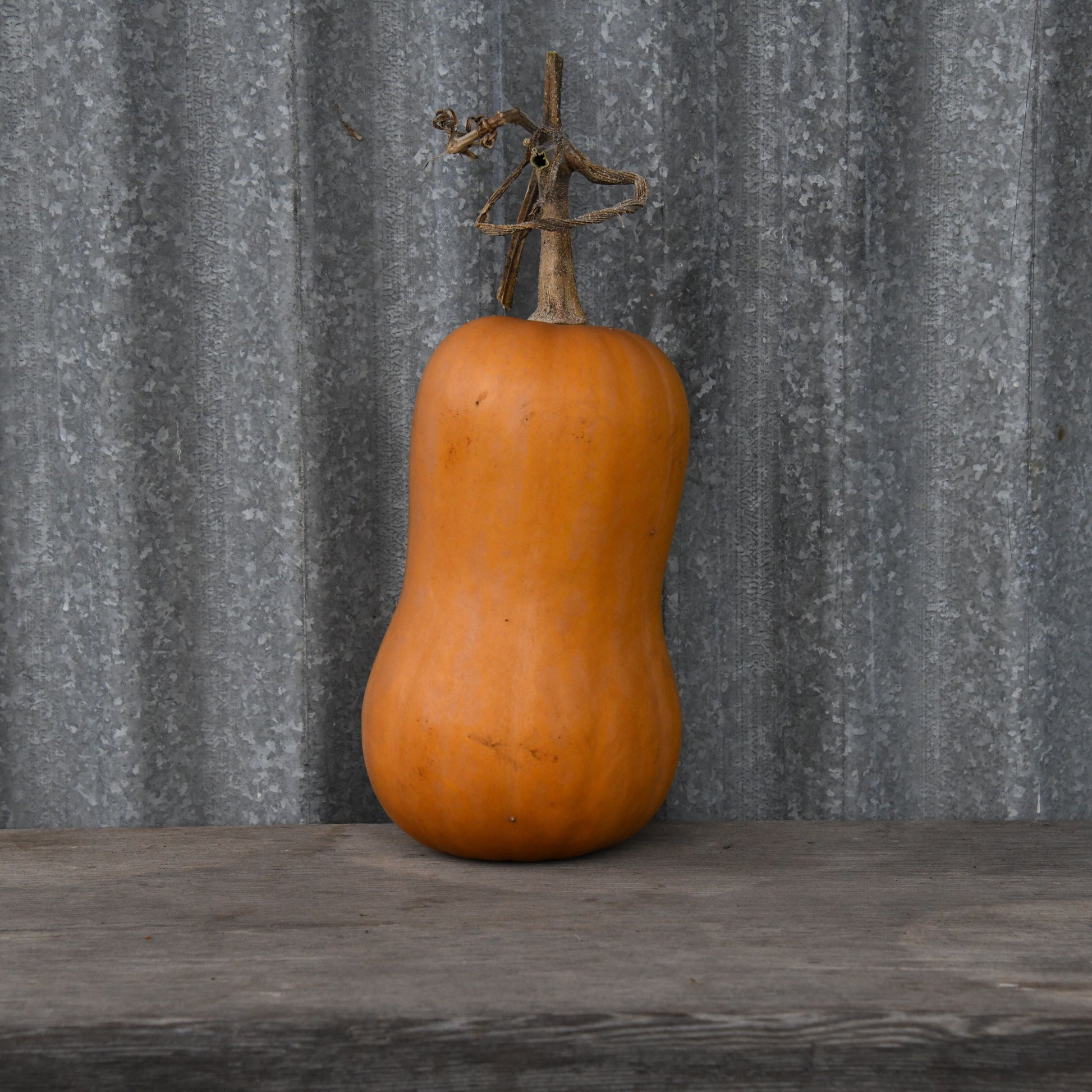 Butternut squash with a decorative top on a wooden surface against a corrugated metal background
