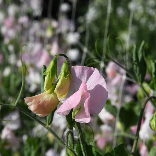 Sweet Pea 'Spring Sunshine Blush'