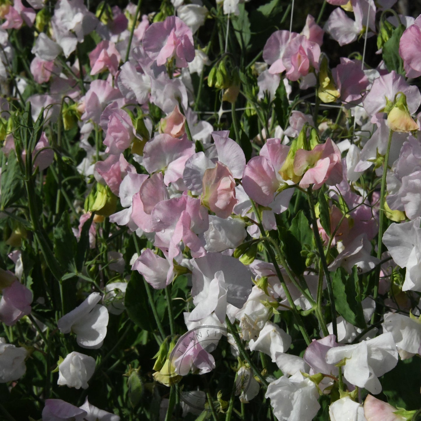 Sweet Pea 'Spring Sunshine Blush'