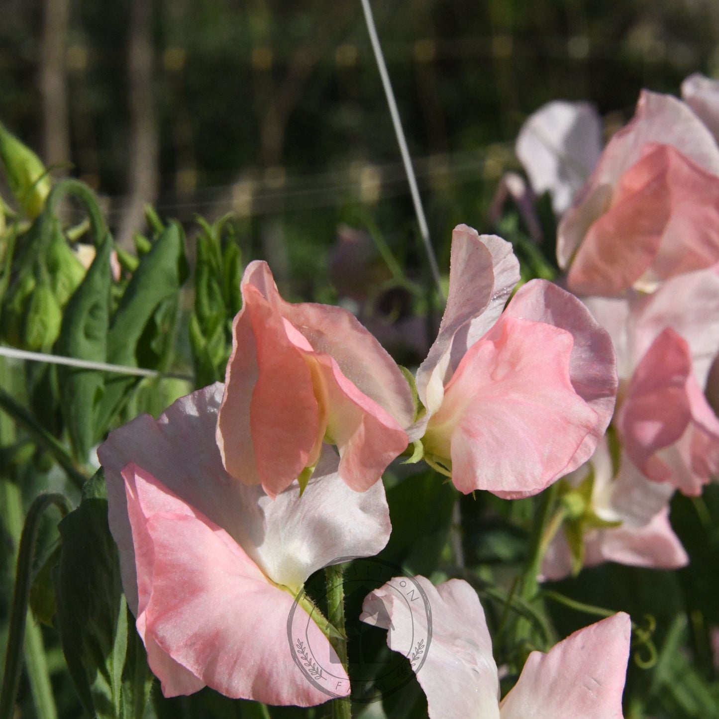 Sweet Pea 'Spring Sunshine Champagne'