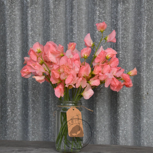 Sweet Pea 'Peaches and Cream'