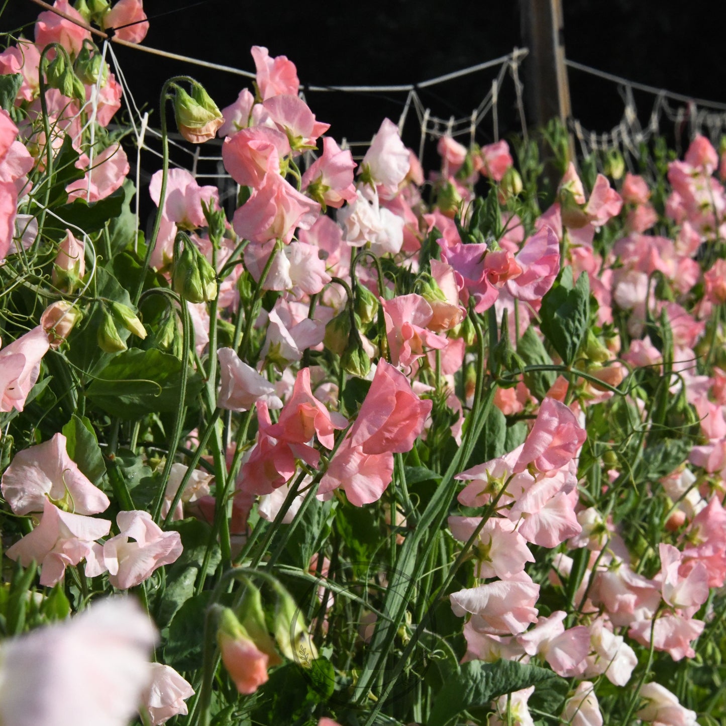 Sweet Pea 'Spring Sunshine Nancy'