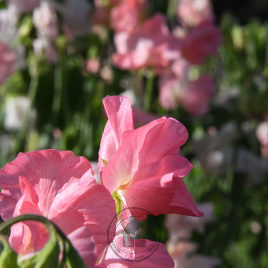 Sweet Pea 'Spring Sunshine Peach'