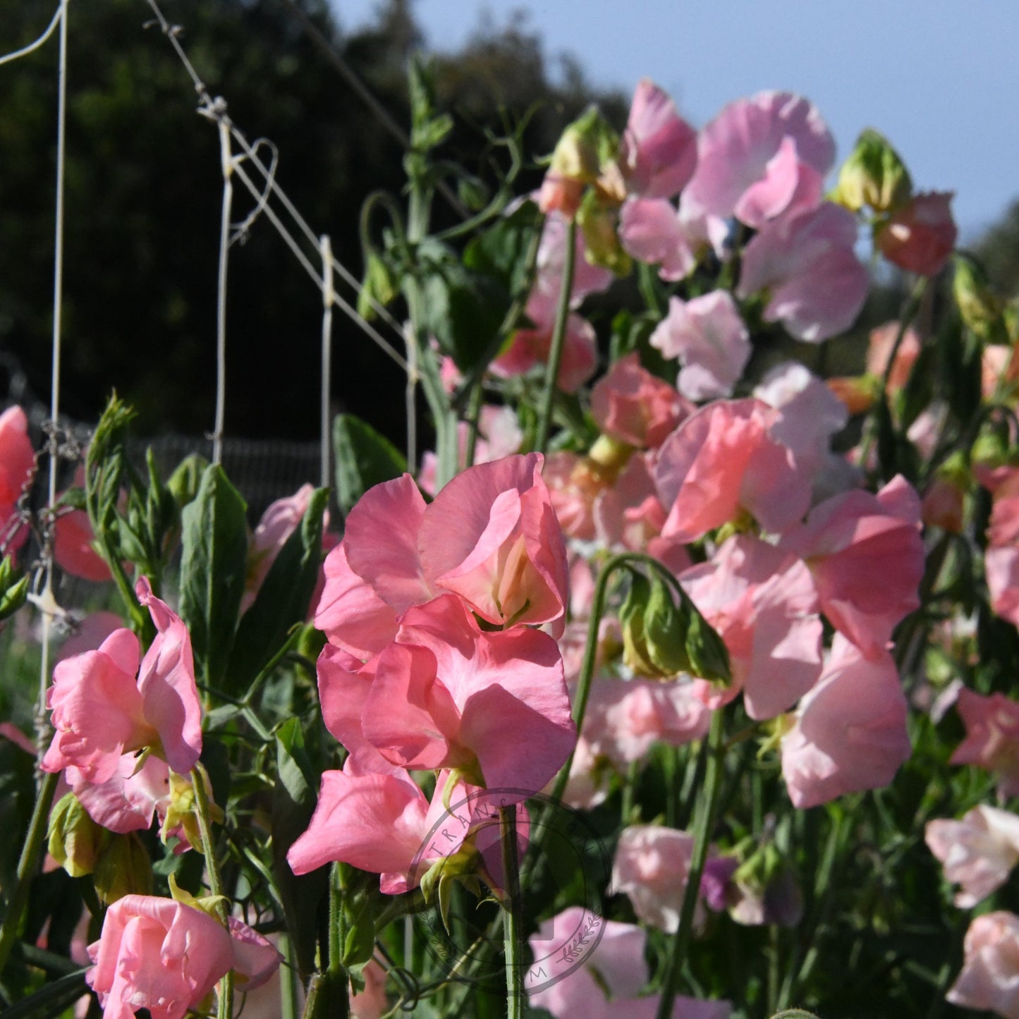 Sweet Pea 'Spring Sunshine Peach'