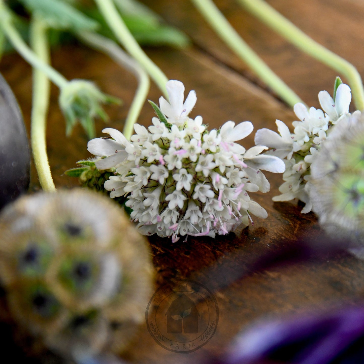 Scabiosa 'Sternkugel' (Not to WA)