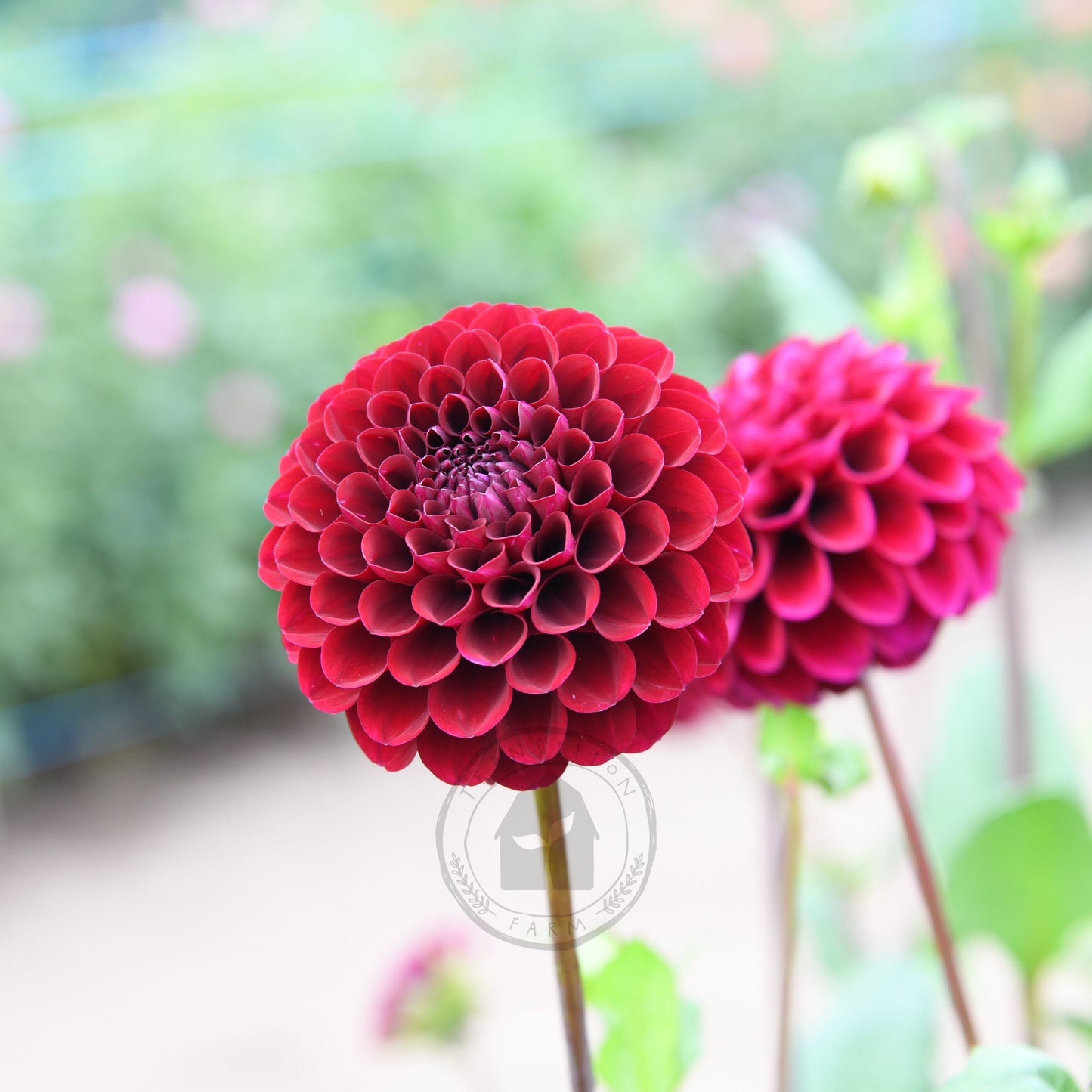 Dahlia 'Steve's Choice'