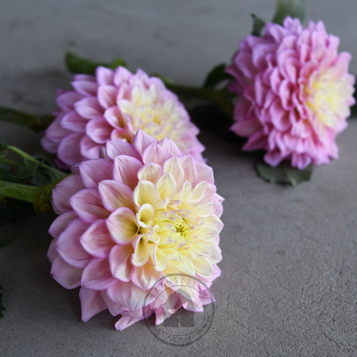 Dahlia 'Sugartown Sunrise'