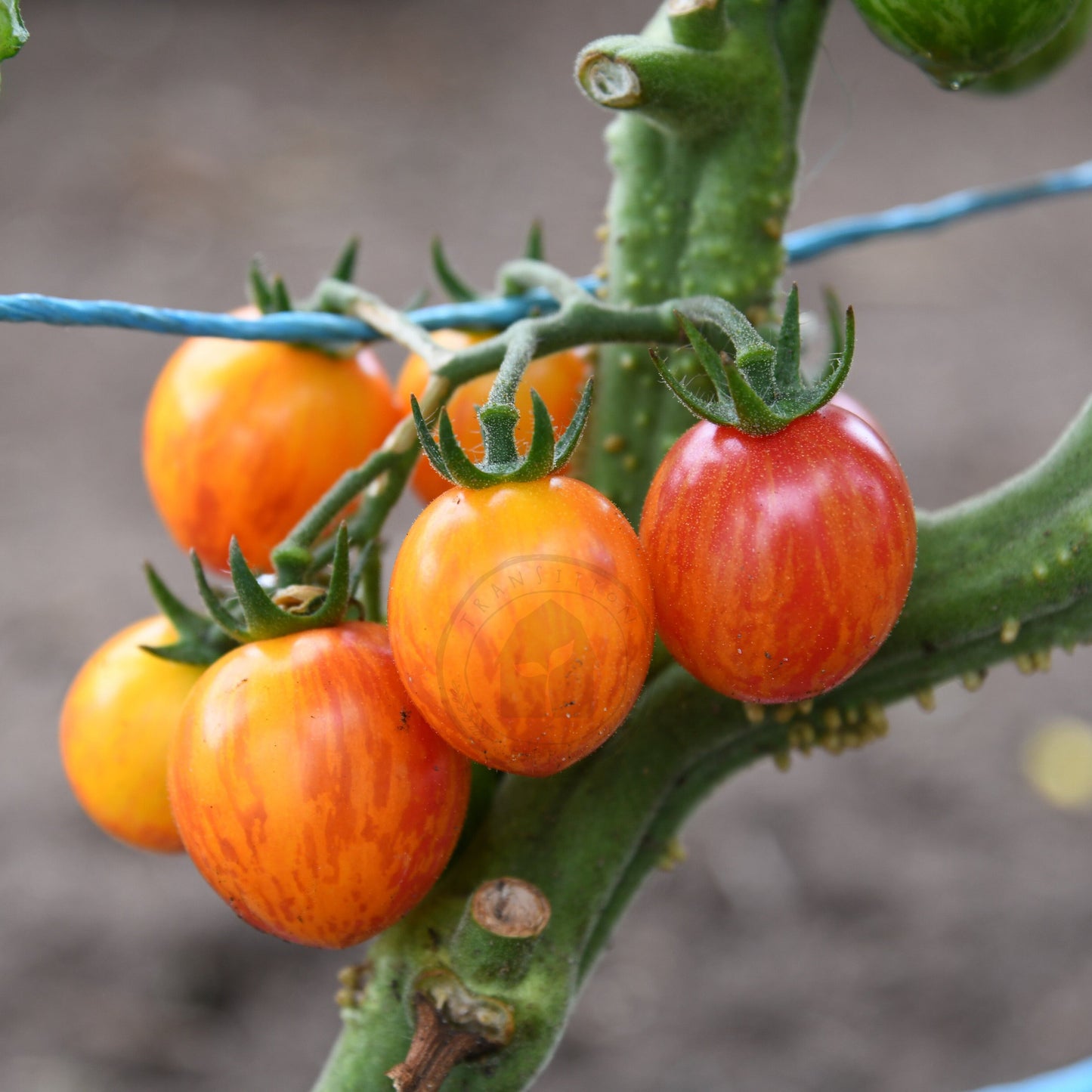 cherry tomatoes growing on vine