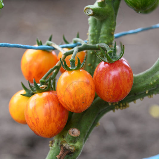 cherry tomatoes growing on vine