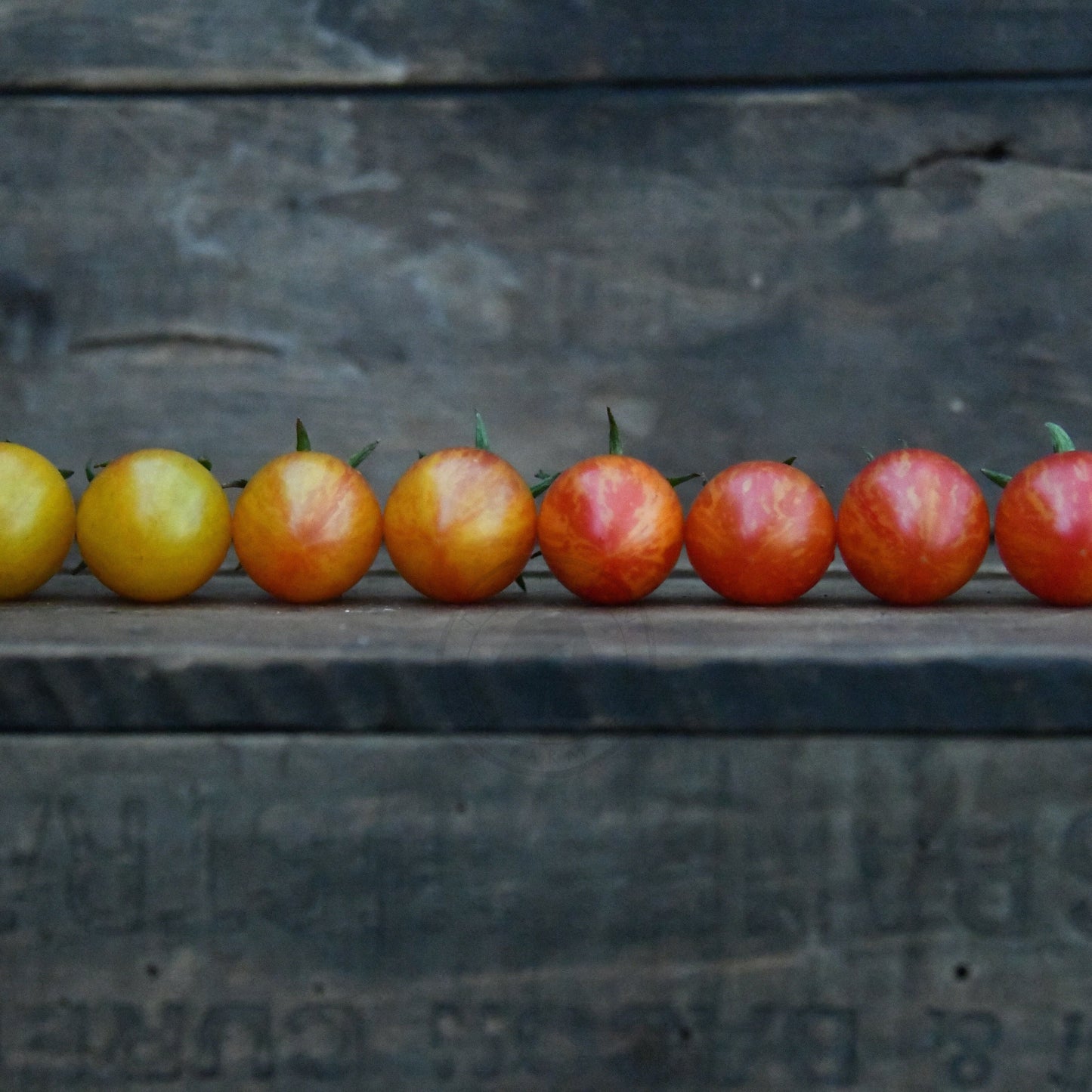 cherry tomatoes in line