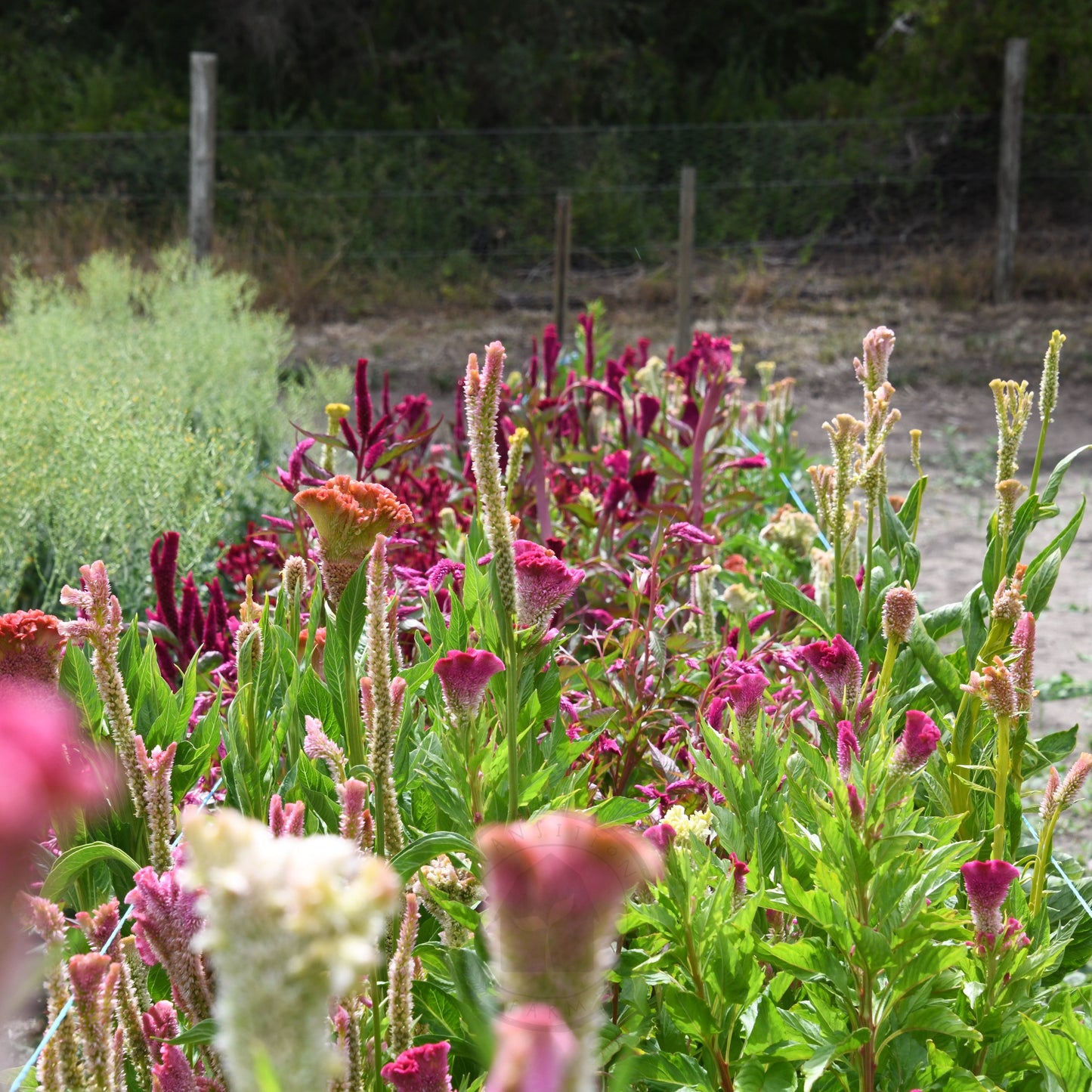 Celosia 'Supercrest Mix'