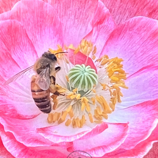 Shirley Poppy 'Supreme'