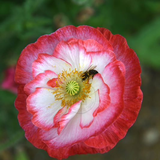 Close-up of a red and white flower with a bee on it, surrounded by green foliage.