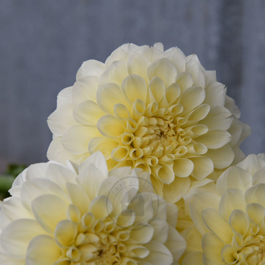 Dahlia 'Serenade Buttercream'
