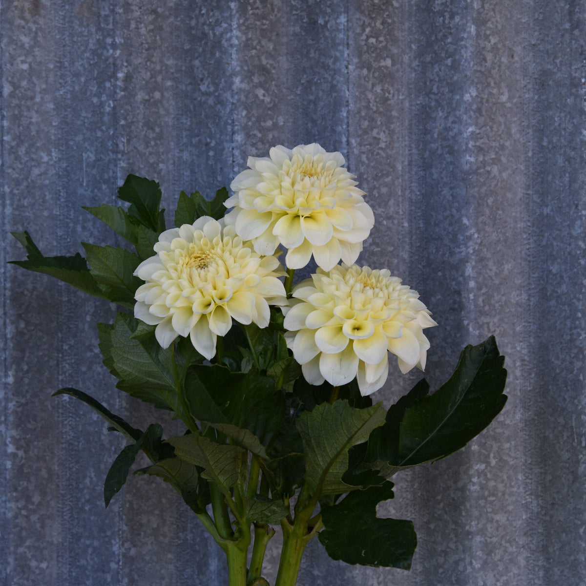 Dahlia 'Serenade Buttercream'