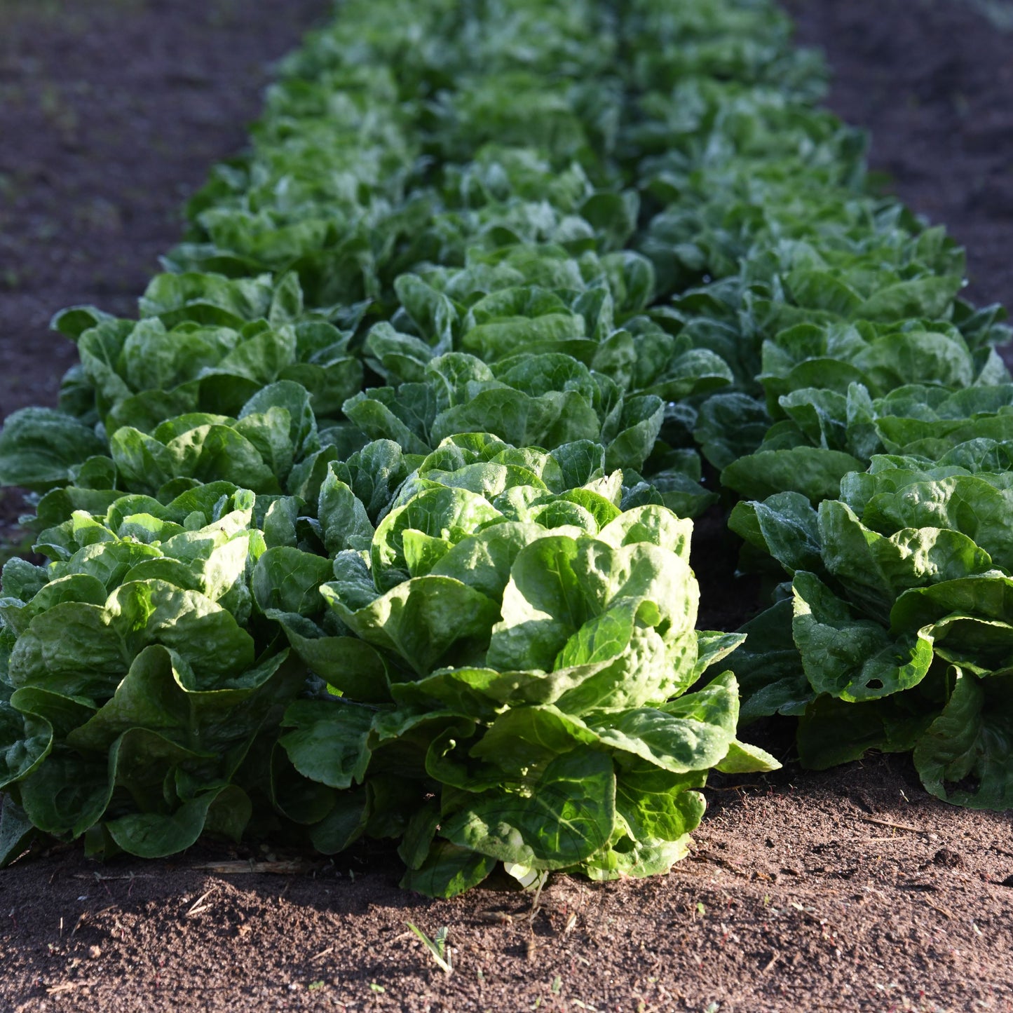 Bunch of green leafy vegetables on a dark soil background