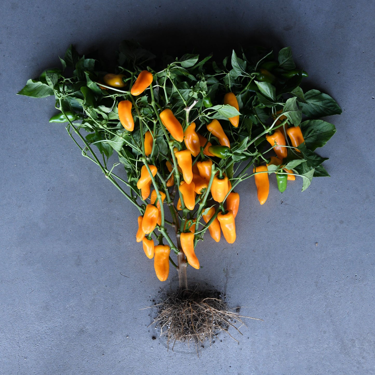 Transition Farm developed Capsicum 'Sweet Mini Yellow'