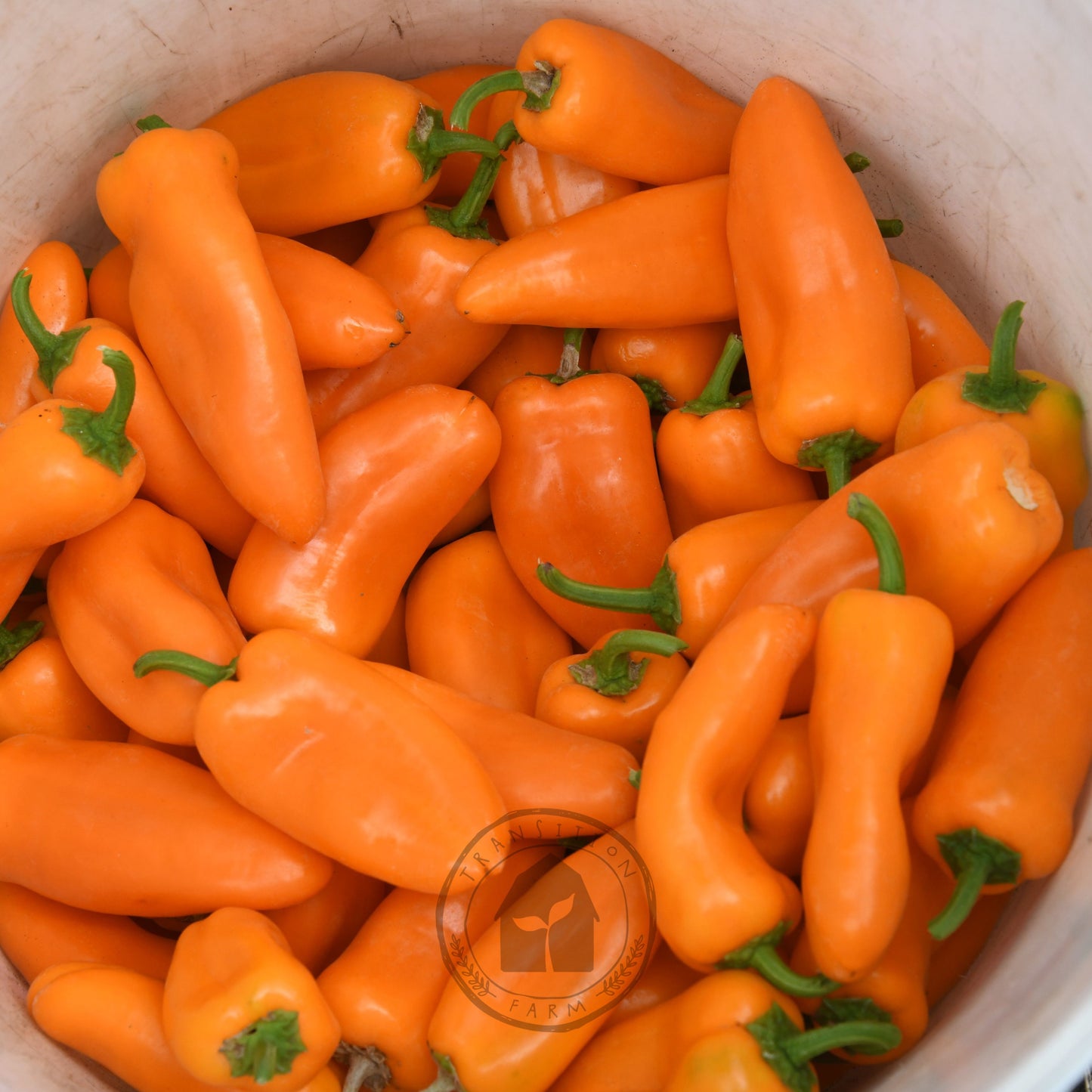 Transition Farm developed Capsicum 'Sweet Mini Orange'
