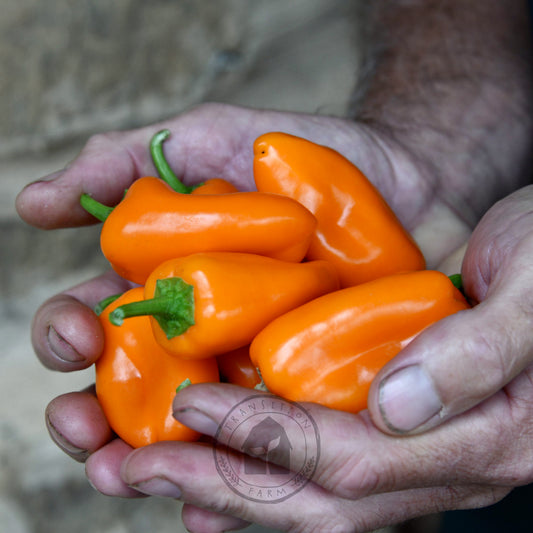 Transition Farm developed Capsicum 'Sweet Mini Orange'