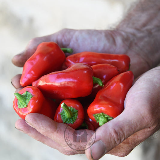 Transition Farm developed Capsicum 'Sweet Mini Red'