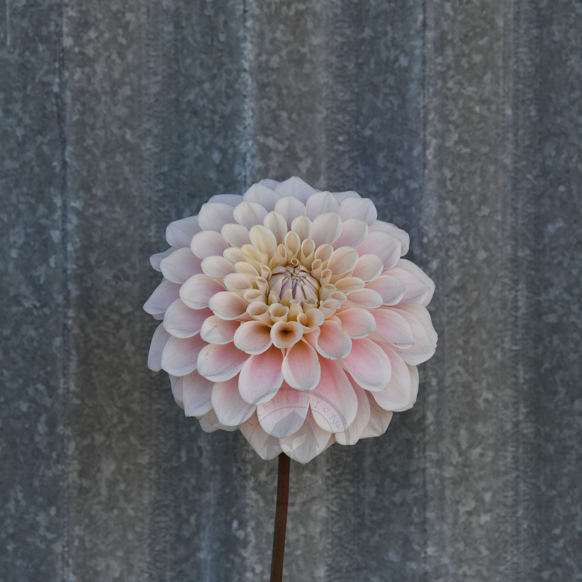 Dahlia 'Sweet Nathalie'