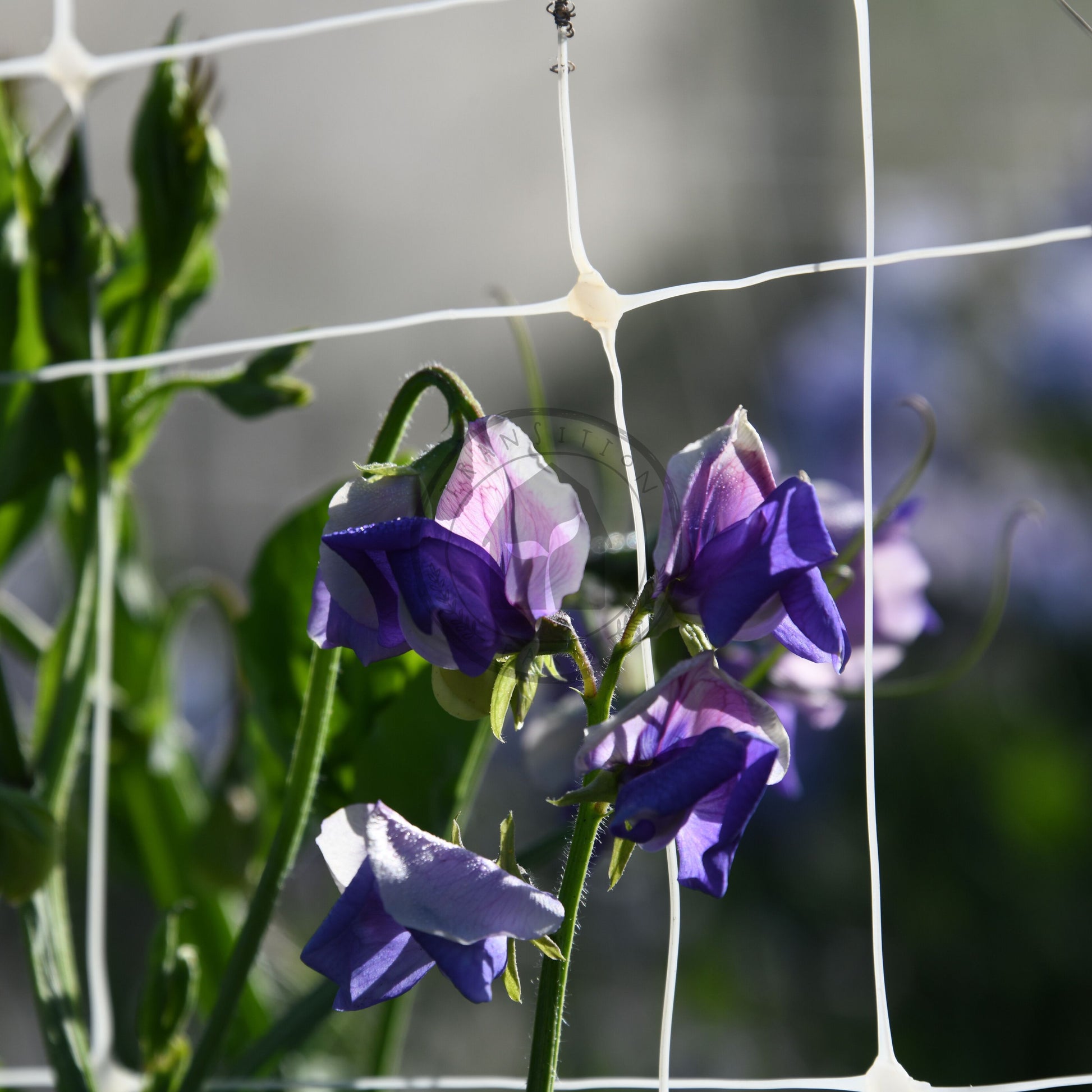 Purple flowers hanging on a wire mesh against a blurred background