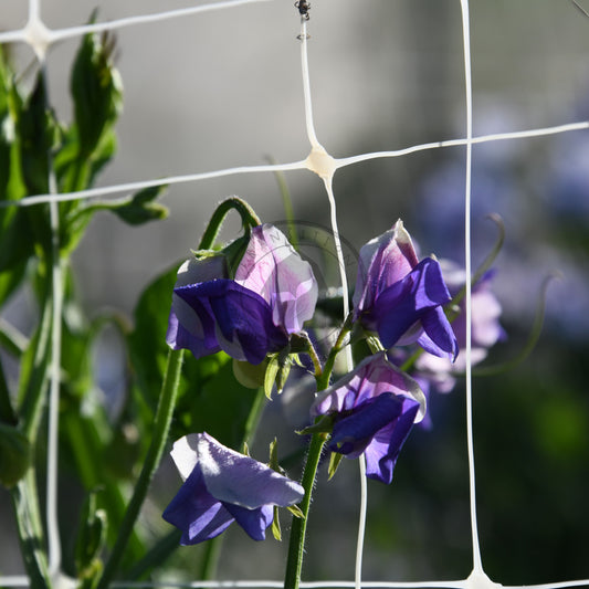Purple flowers hanging on a wire mesh against a blurred background