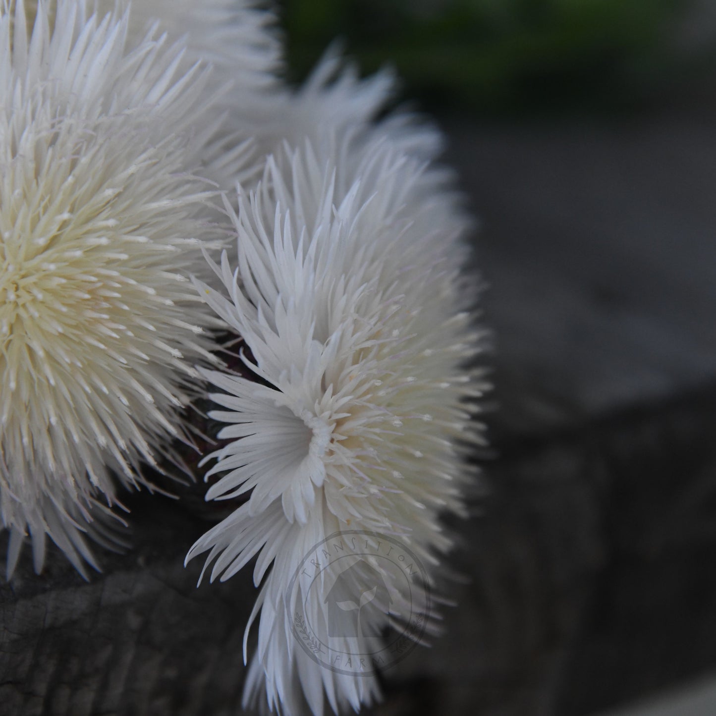 Sweet Sultan 'Imperial White Bride'
