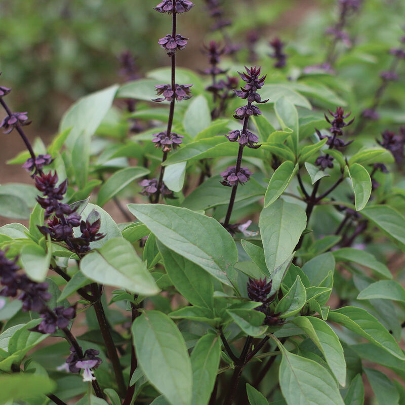 Thai Basil growing in field
