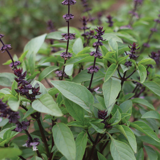 Thai Basil growing in field