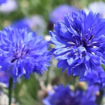 Close-up of blue cornflowers with a blurred green background