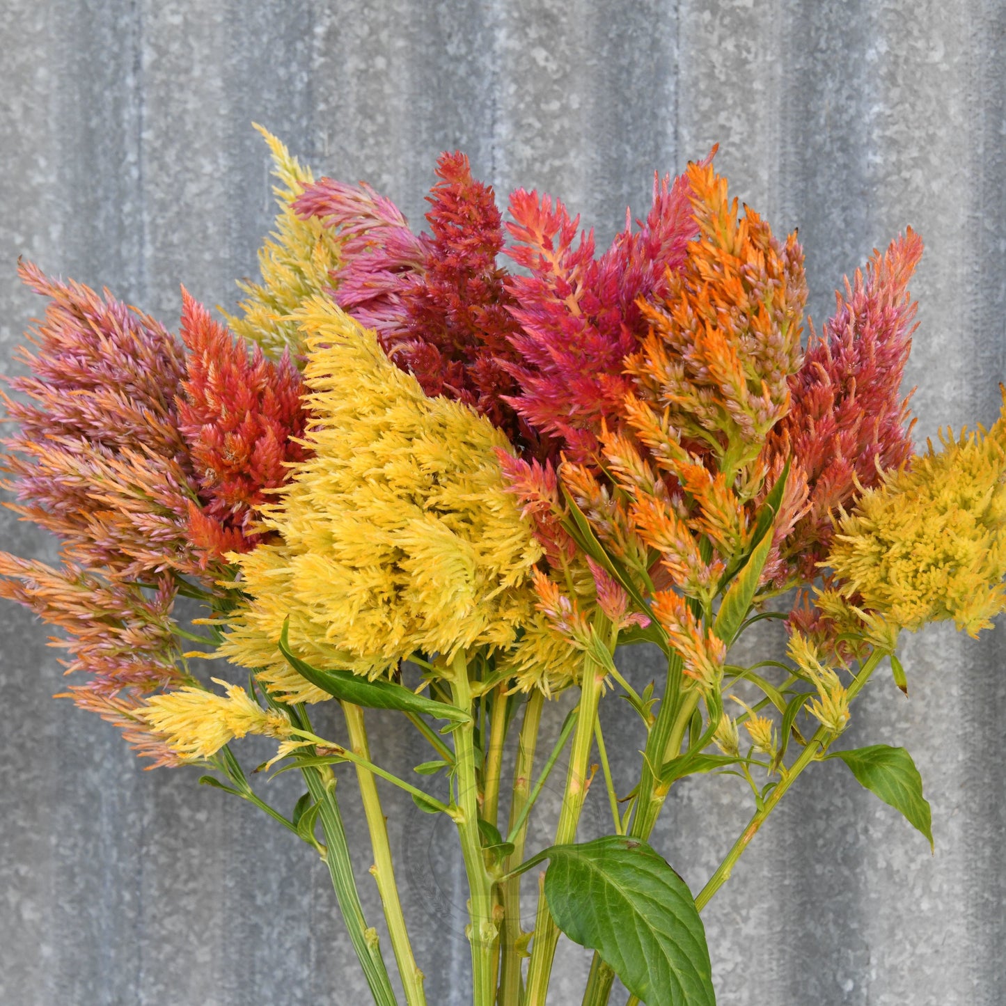Celosia 'Texas Plume Summer Sherbet Mix'