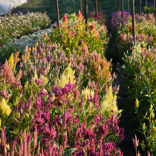 Celosia 'Texas Plume Summer Sherbet Mix'
