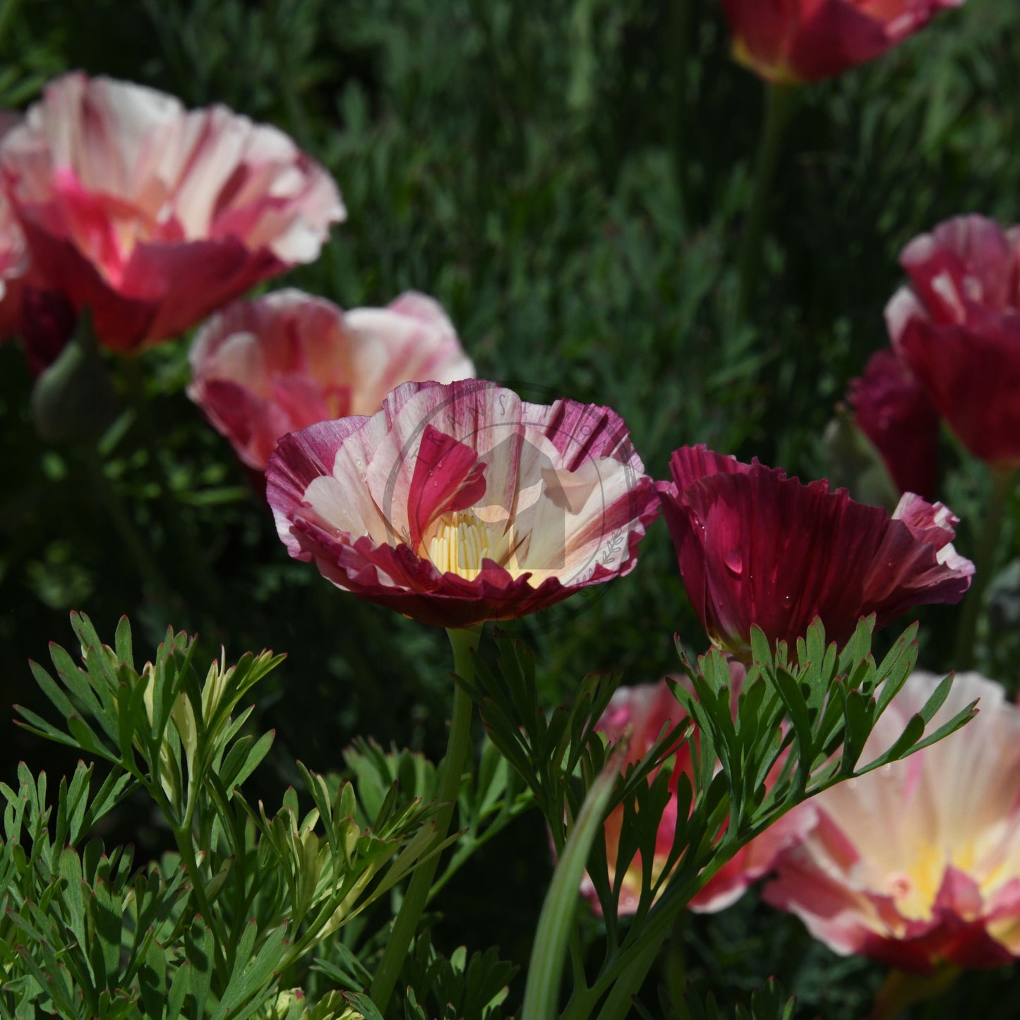 Group of pink and white flowers with green leaves in the background