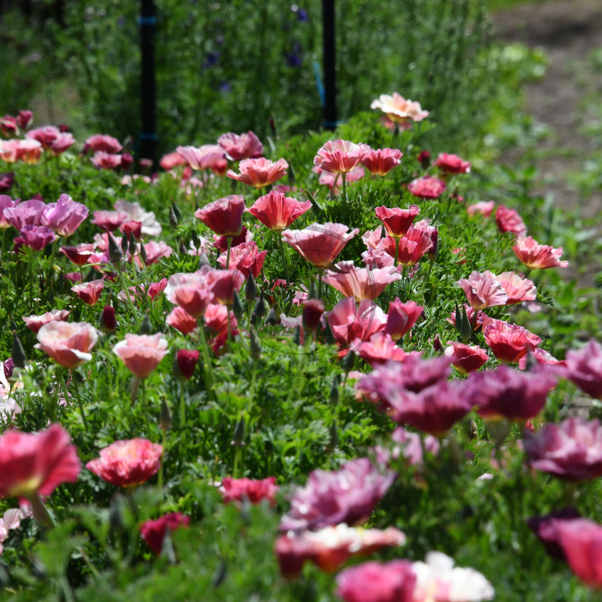 Pink flowers in a garden setting with greenery